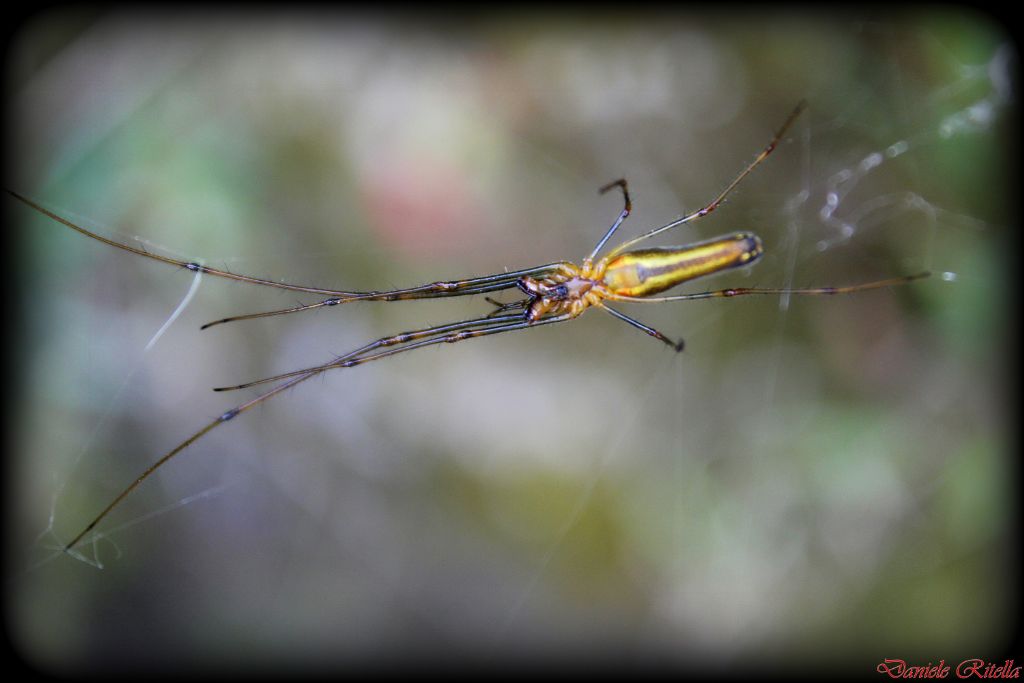 Tetragnatha sp. (femmina) - Venafro (IS)